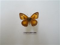 藏品(蛇目蝶科)的圖片